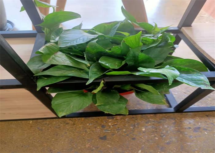 綠蘿.jpg 綠蘿.jpg